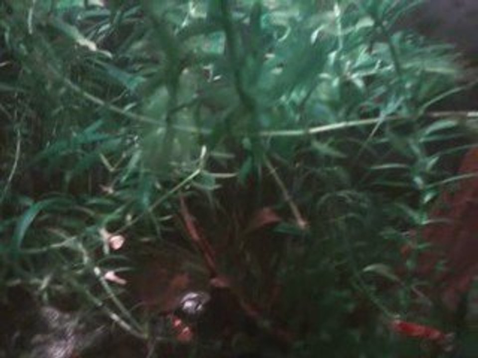Caridina cf. cantonensis "crystal red"
