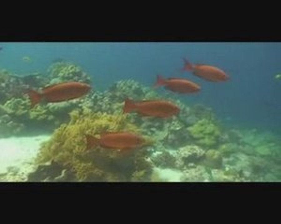 Similan diving part 2