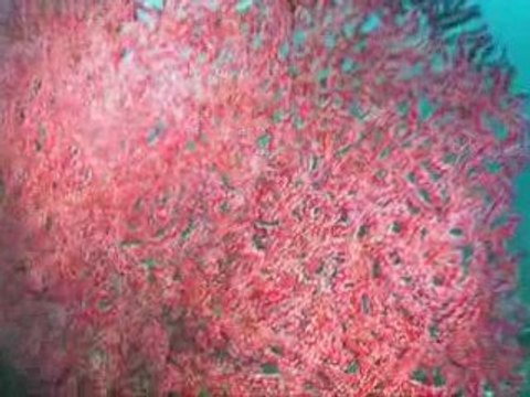 Diving at Bida Nok (Koh Phiphi Island)