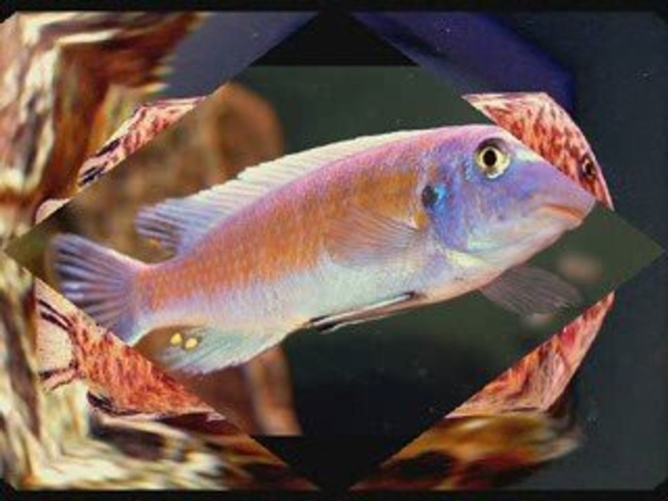 Malawi