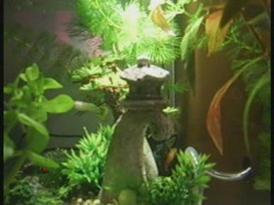 l'aquarium
