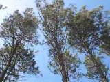 Les pins des Landes