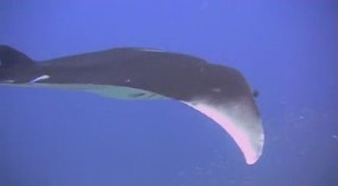 Manta Ray