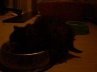 chaton dans la gamelle
