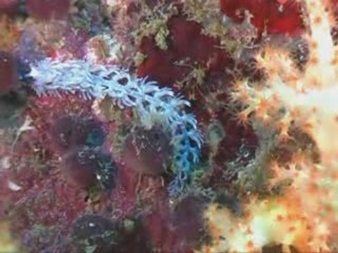 Palong Wall Koh Phiphi