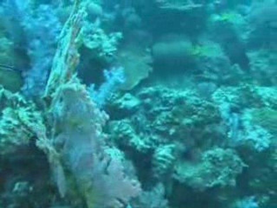 Diving Shark Point