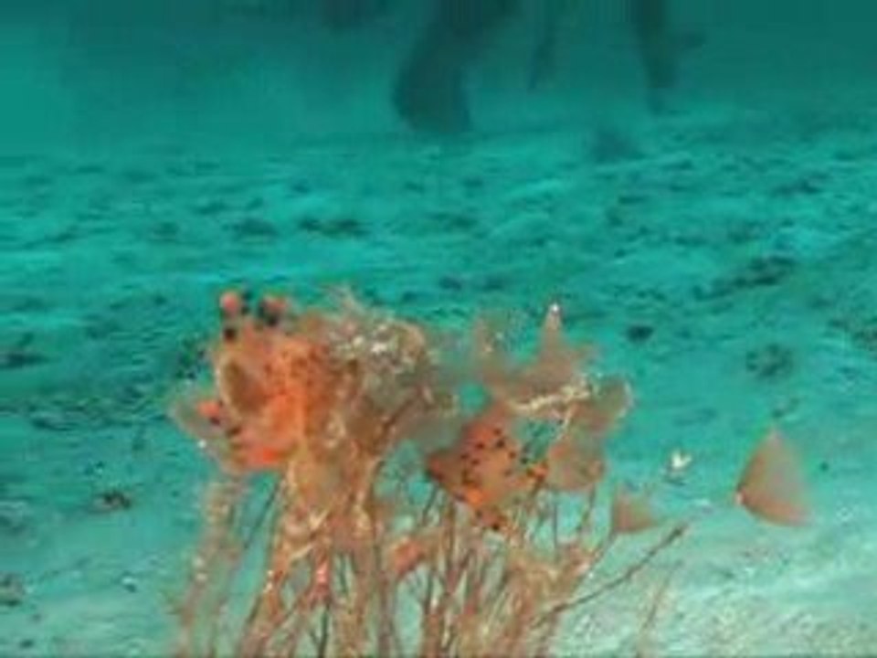 Staghorn Reef Racha Yai