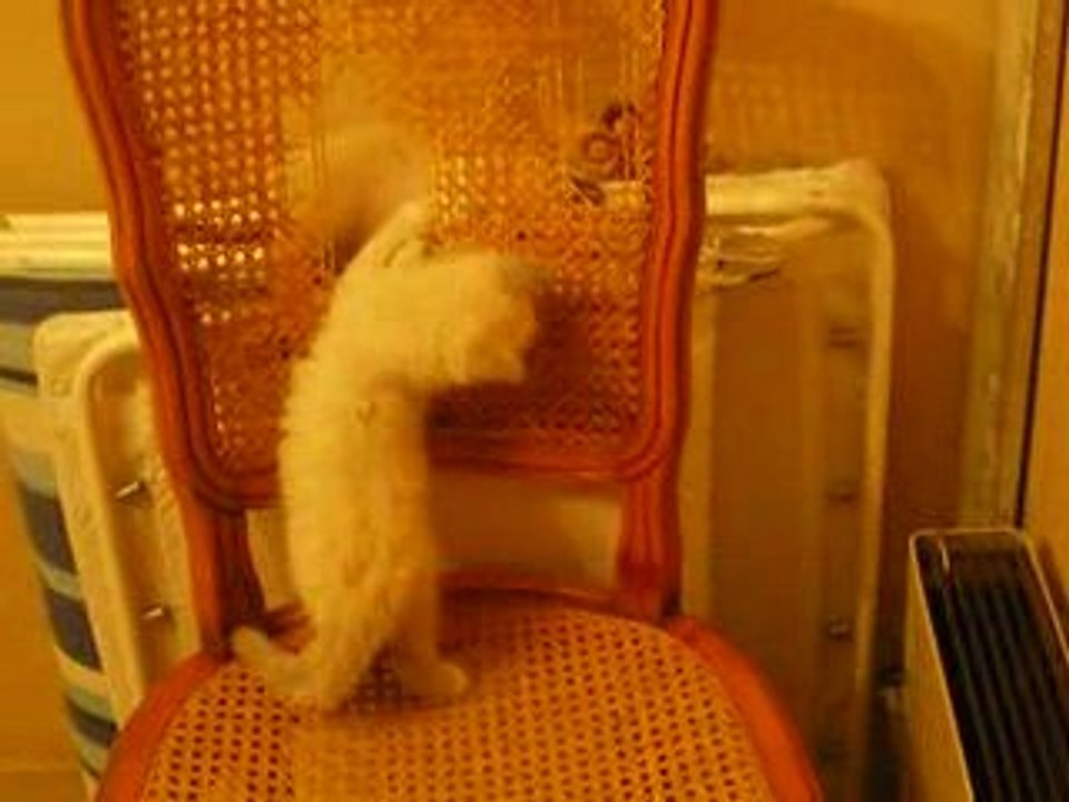 Chatons polissons 010