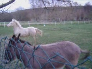 Karesse et UNNY FLOWER DU BLIN