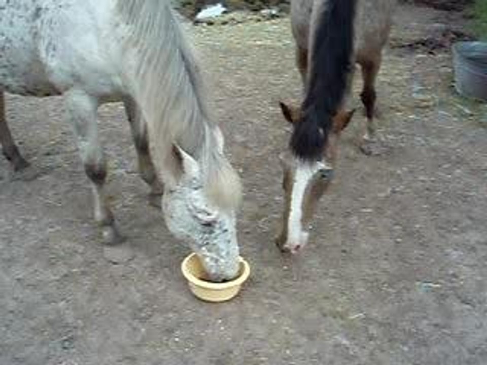 Dine et Coco