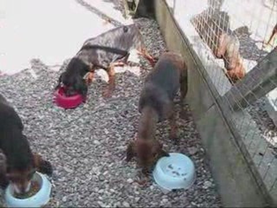 Vidéo sophie animaux_1