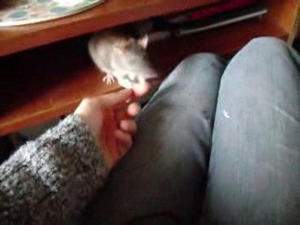 Mes ratounettes