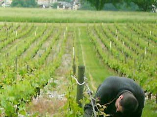 La vigne position  epamprage aie aie  aie