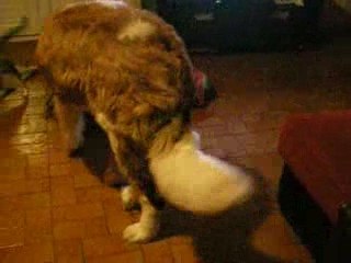 quand djumbé découvre son corps....