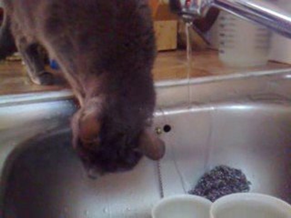 Mythia aime l eau