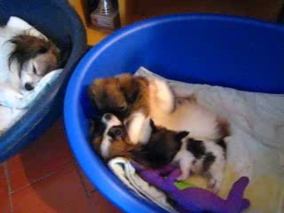Attaque de minis