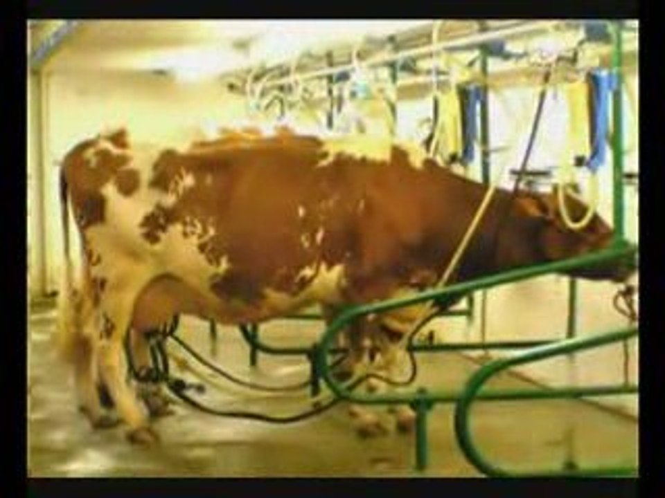 LES MIRACLES DU CORAN, LA FORMATION DU LAIT