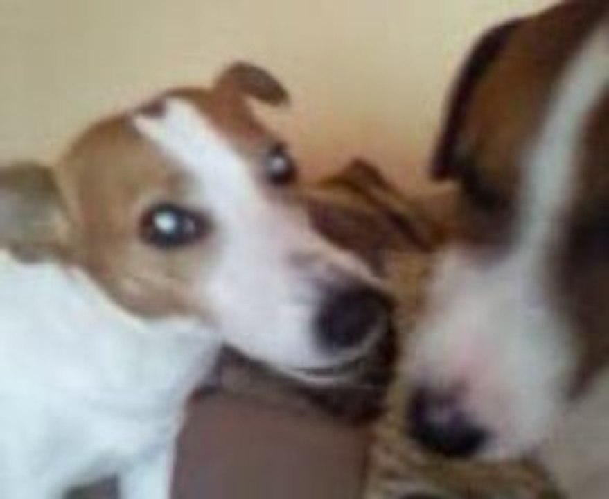 Louna et Chiki