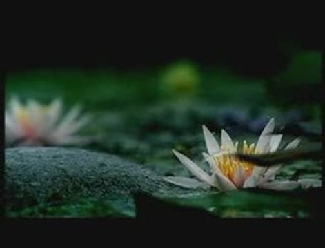 Spot 2009 Jardiland-plantes carnivores