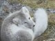 Les Mammifères du Svalbard