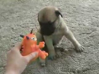 супер щенок