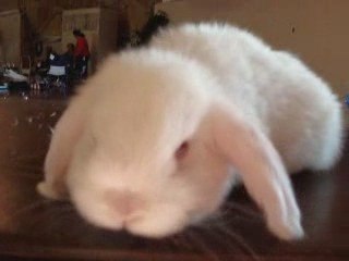the cutest bunny I'v ever seen