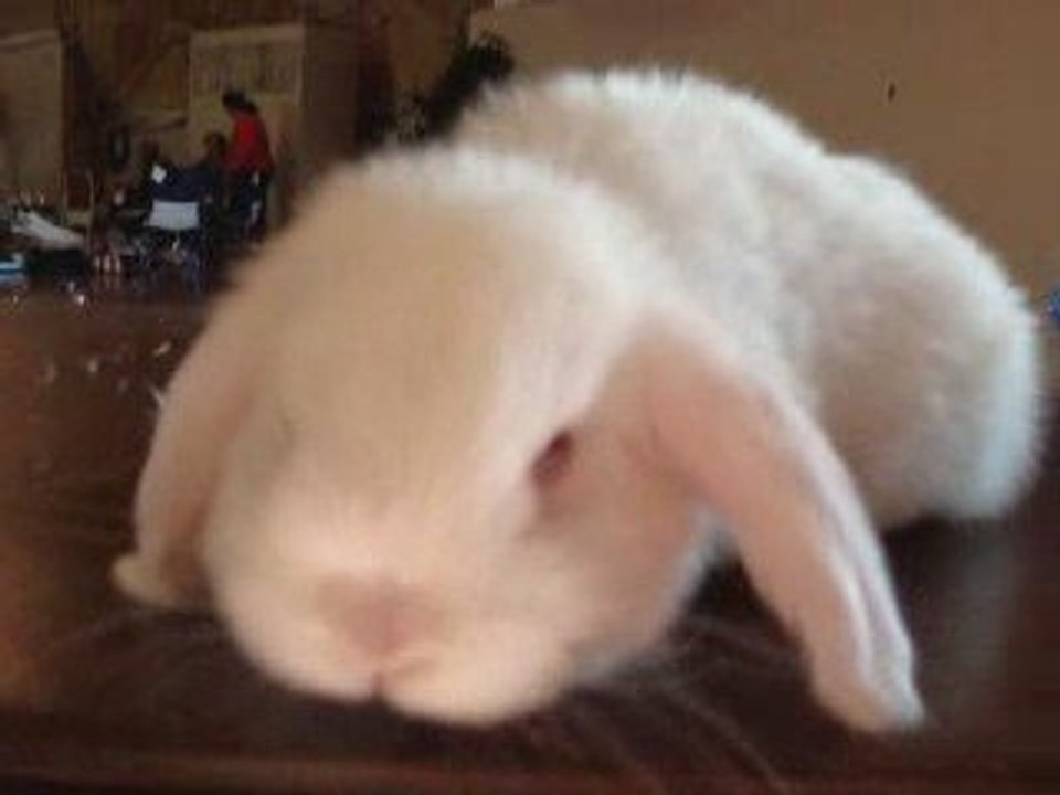 the cutest bunny I'v ever seen