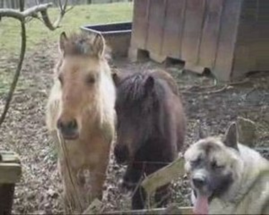 Akitas ET ânes