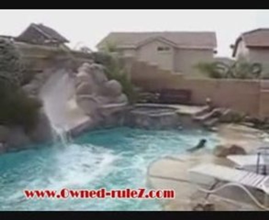 Chien qui aime la piscine