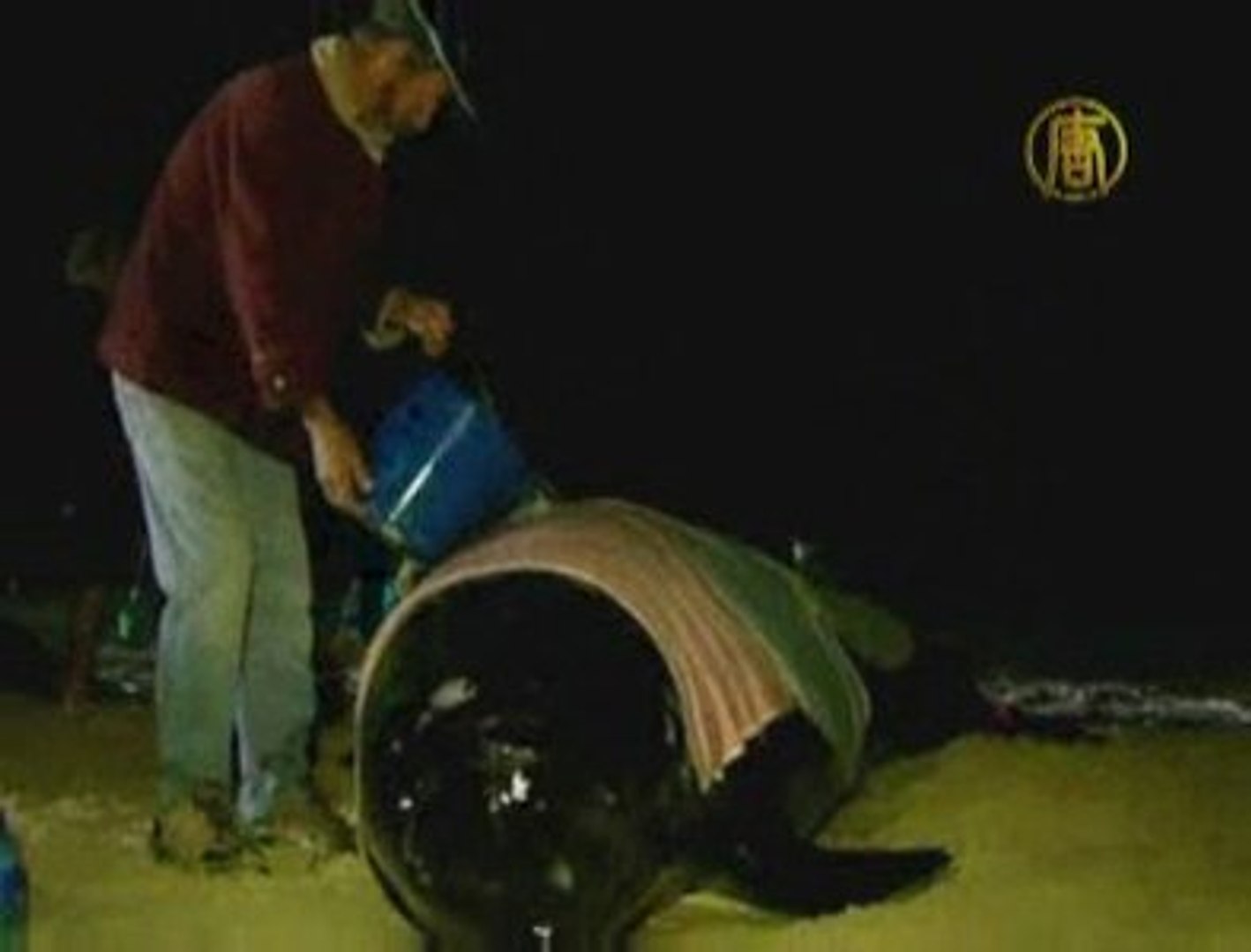 ⁣Australian Whales Stranded