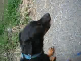 ya pas qu'les poneys...