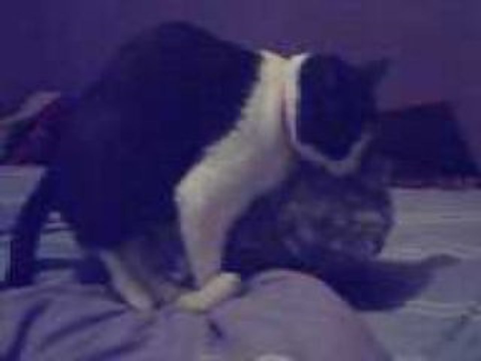 LE CHAT QUI BAISE !