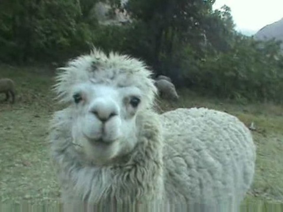 Question Réponse Montrip n°1 ? L'alpaga du Pérou