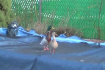 Mr & Mrs Duck Arrive