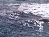 banc de dauphins à Cape Bauer