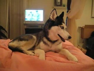 Kidney Disease in Dogs