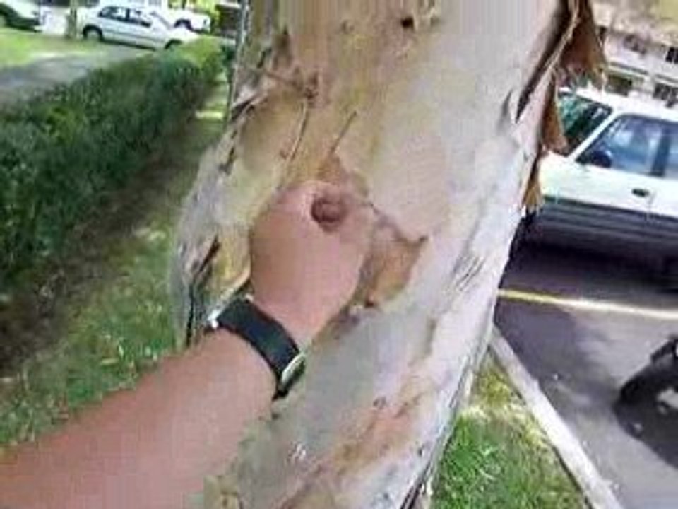The Paper Tree 090331