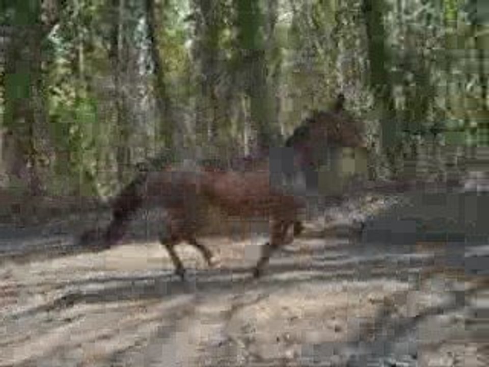 Ma jument qui galope