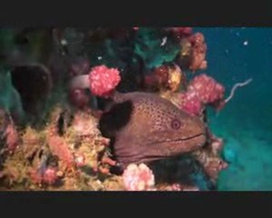 Diving Richelieu Rock part 2