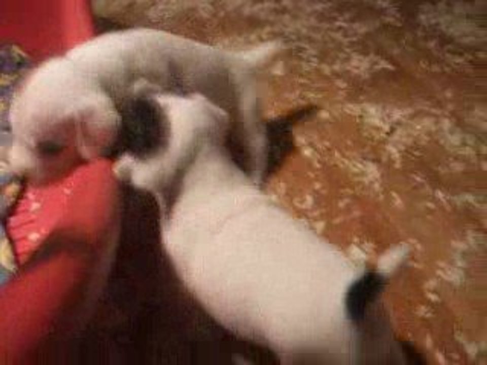Videos (3)