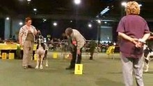 great dane belgium. Dolmen Dazelia and Edem Dazelia CACIB