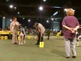 great dane belgium. Dolmen Dazelia and Edem Dazelia CACIB
