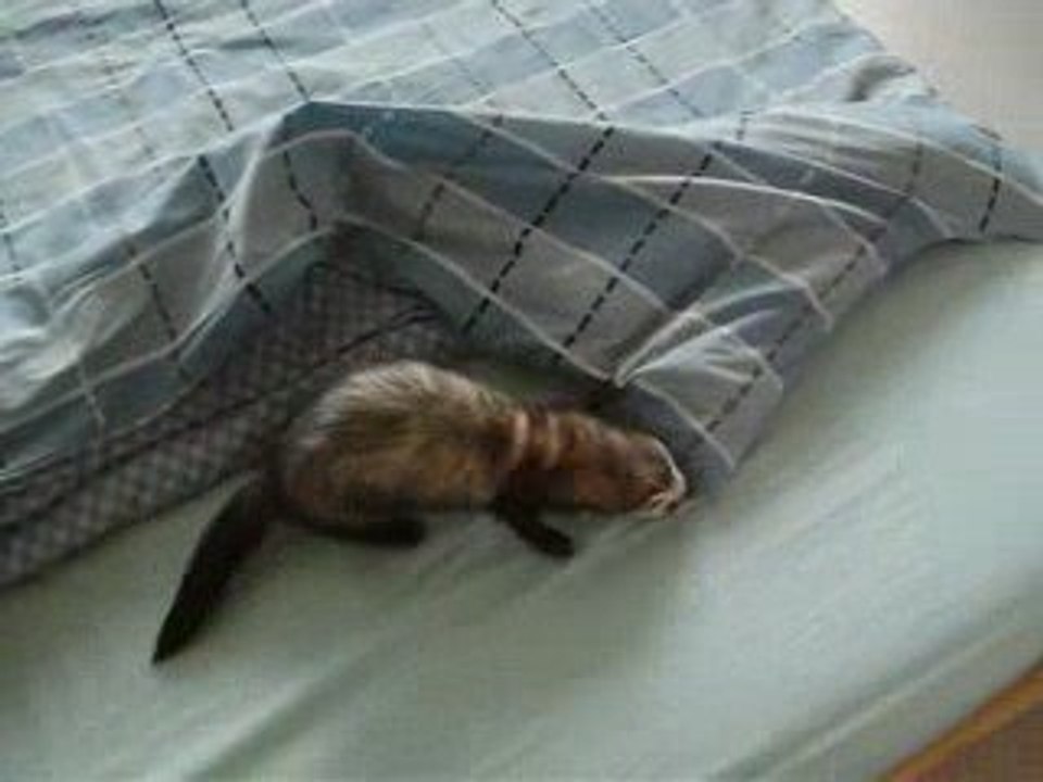 Furet tout fou