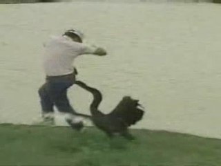 Goose Attack! When men and dogs are targetted