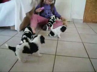 Chiots d'Adéna