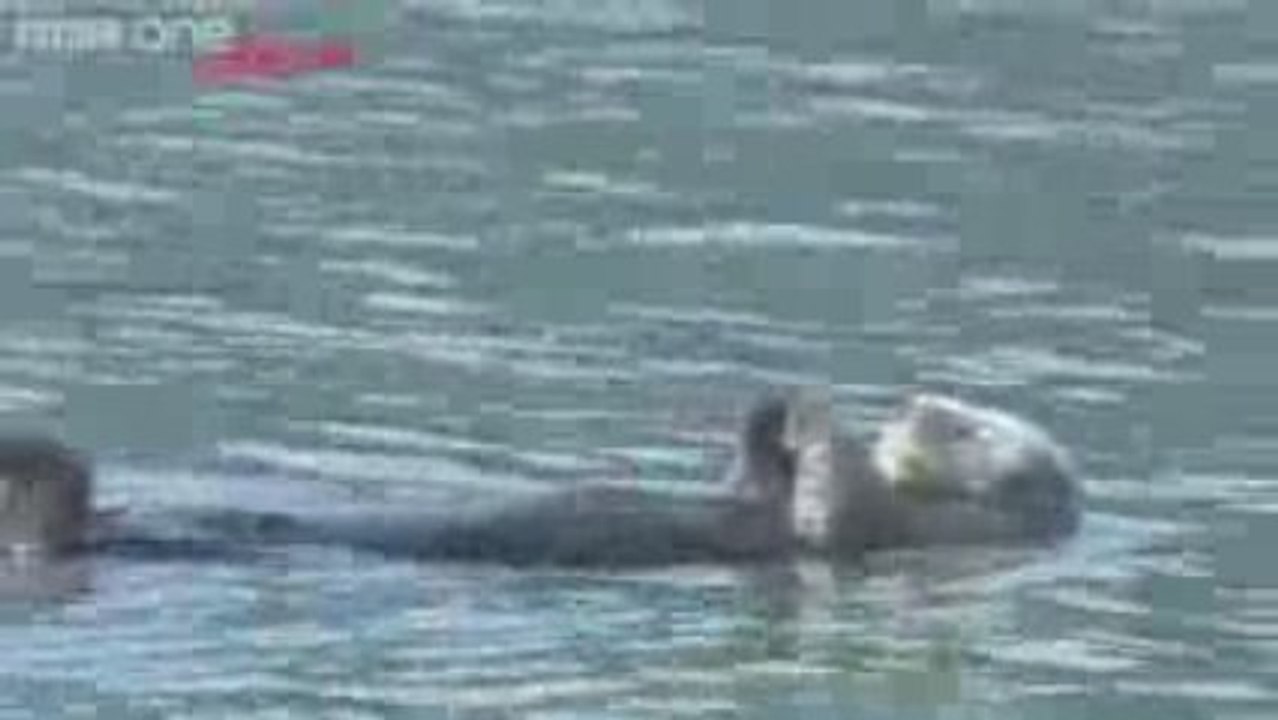 Walk On The Wild Side