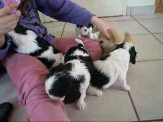 Chiots d'Adéna