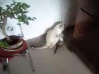 Furet vs Chat 2