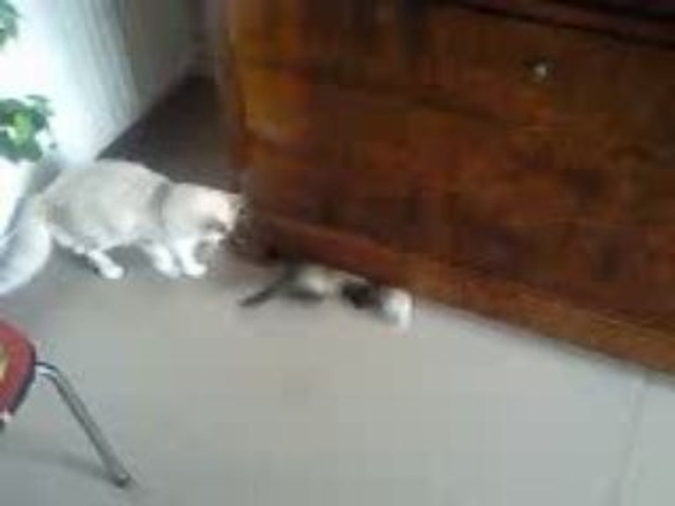 Furet vs Chat 3