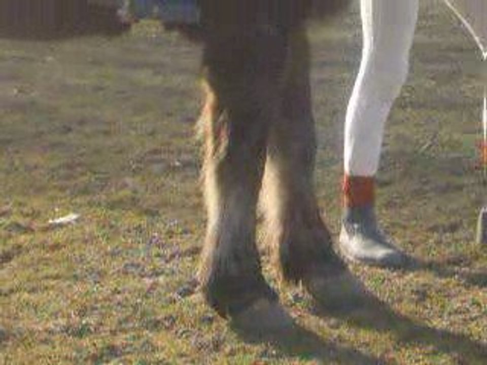 marine a cheval